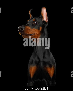 Funny Portrait de chien Doberman sournois isolé sur fond noir Banque D'Images