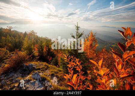 Forêt d'automne paysage dans les montagnes de l'Autriche Banque D'Images