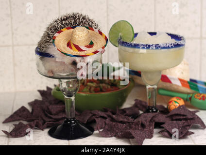 Humphrey J bénéficie d'Hérisson margaritas et de guacamole avec des jetons dans hedgehog adventure série photo Banque D'Images