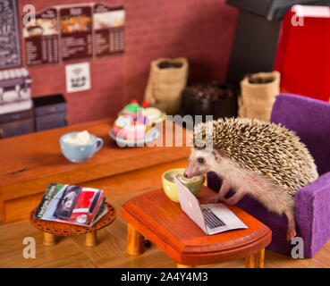 Humphrey J Hedgehog travaille sur son macbook au café internet dans hedgehog adventure série photo Banque D'Images