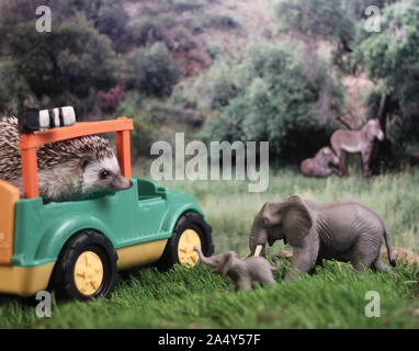 Humphrey J hérisson est sur safari avec des éléphants et des zèbres dans hedgehog adventure série photo Banque D'Images