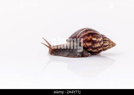 Libre d'escargot isoler sur fond blanc avec la réflexion. Banque D'Images