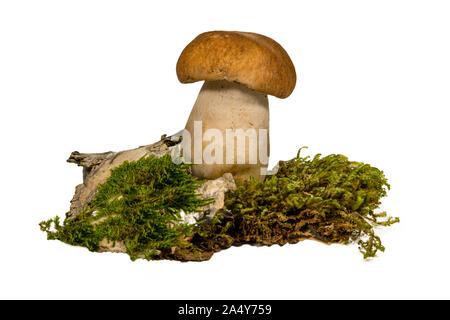 Cèpes frais, morceau d'écorce de bouleau et moss isolé sur fond blanc Banque D'Images