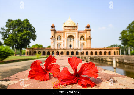 (Selective focus) avec une vue magnifique sur le tombeau de Safdarjung flou en arrière-plan et de belles fleurs d'Hibiscus rouge au premier plan. New Delhi, Indi Banque D'Images