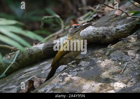 Le pic à tête grise (Picus canus), également connu sous le nom de pic de, est une membre de la famille PIC, Picidae. Banque D'Images