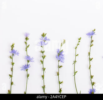 Cichorium intybus chicorée commune - fleurs isolé sur fond blanc Banque D'Images