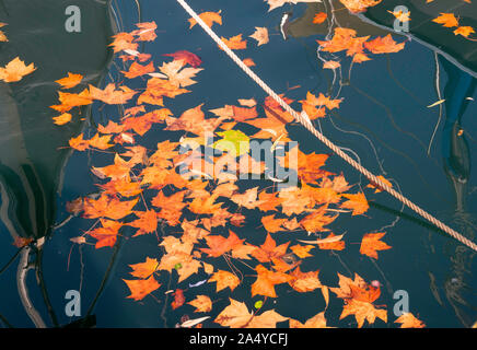 L'automne les feuilles de sycomore flottant sur l'eau dans le port de Villefranche sur Mer, France, Europe Banque D'Images