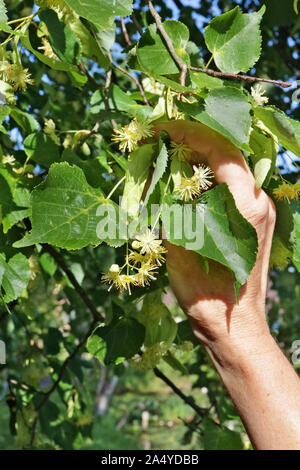 Une femme âgée se déchire avec les mains sur le jaune fleurs odorantes d'un tilleul. Fleurs de Tilleul séchées réduire la chaleur du corps pendant la maladie. Banque D'Images