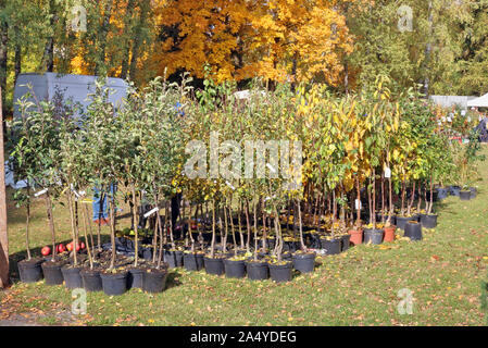 Les agriculteurs vend petit arbre plants d'arbres et plunm apple lors d'une foire d'automne traditionnelle Banque D'Images