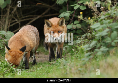 Deux magnifiques renards sauvages affamés de chasse, Vulpes vulpes. Banque D'Images