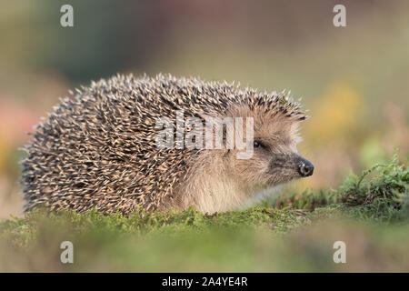 Le joli Hérisson (Erinaceus europaeus) Banque D'Images