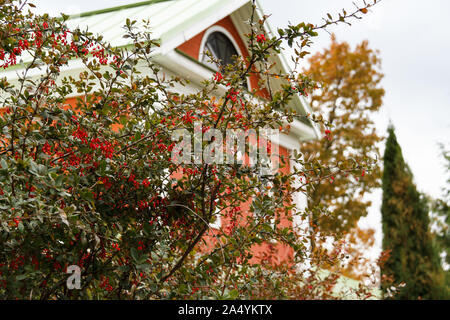 Les baies d'épine-vinette mûrs rouge vif, nom latin Berberis Coronita, sur les branches d'un buisson à l'automne Parc. Concept de récolte d'automne. Banque D'Images