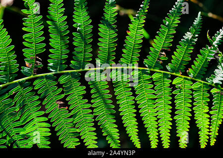 Une seule fronde de fougère avec petites feuilles vertes dans la forêt sur fond noir dans la lumière du soleil contraste haute beauté dans la nature Banque D'Images