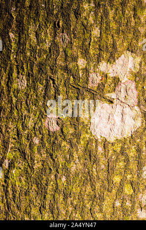 Version verticale d'un Beech tree bark close up avec des cicatrices, des fissures, et tous ses détails de surface spécifiques. La lumière naturelle dans des tons verts Banque D'Images