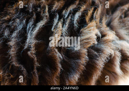 Macro close up vue détaillée d'un chat noir et blanc, les cheveux épais bouclés douce qui s'écoule comme des vagues Banque D'Images
