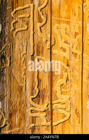 Pièce verticale de l'écorce des arbres avec des courbes étranges gravés sur sa surface brute jaune Banque D'Images