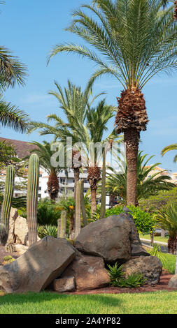 Coin luxuriante avec jardins de végétation, palmiers, Evergreen et éléments minéraux de l'herbe, créé comme une oasis verte au milieu de Los Cristianos Banque D'Images