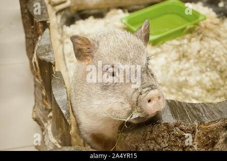 Cochon Triste Banque Dimages Photo Stock 49995029 Alamy
