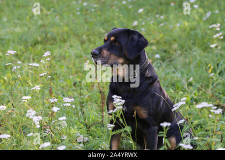 Chien Noir est assis dans l'herbe Banque D'Images