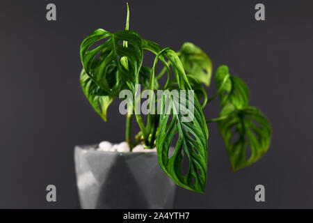 'Monstera Tropical Adansonii' également appelé 'Adanson's Monstera' ou 'cinq trous usine', pot de fleurs en gris foncé sur fond noir Banque D'Images