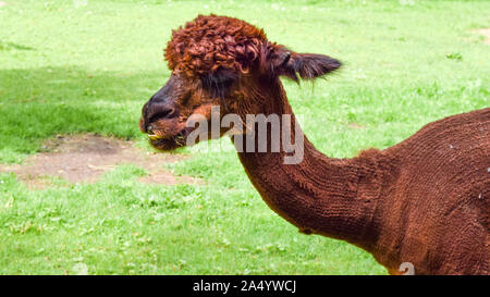 Faire dorer l'alpaga sur l'herbe Banque D'Images