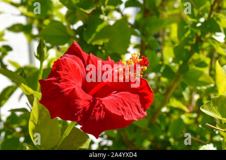 Fleur d'hibiscus rouge sur fond vert Banque D'Images