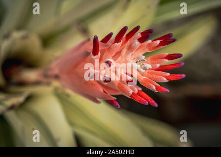 Bromeliaceae, belles fleurs colorées dans le jardin Banque D'Images