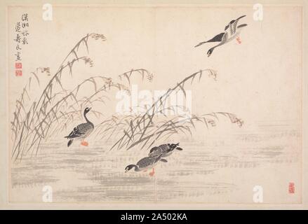 Album de la Calligraphie et peinture, 18e siècle. L'artiste Bian Shoumin est connu pour sa description d'oies sauvages, de l'eau, les marges et les roseaux. Les oiseaux migrateurs en automne et hiver évoqué, dans l'esprit de l'intelligentsia chinoise, un temps de se séparer et de douleur. Banque D'Images