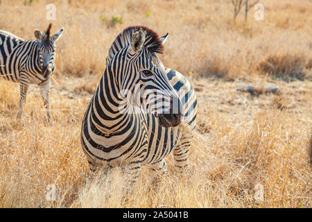 African Zebra en Kruger National Park Banque D'Images