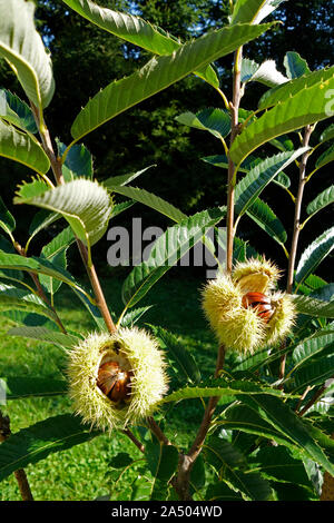 Close up of Branch Avec ouvertes Chestnut Bur Banque D'Images