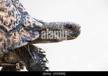 Leopard (montagne) (Stigmochelys pardalis tortue), Kgalagadi transfrontier Park, Afrique du Sud Banque D'Images