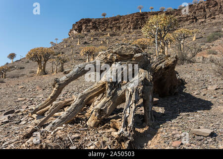 Quiver Tree morts (Aloidendron dichotomum), près de Nieuwoudtville, Northern Cape, Afrique du Sud Banque D'Images