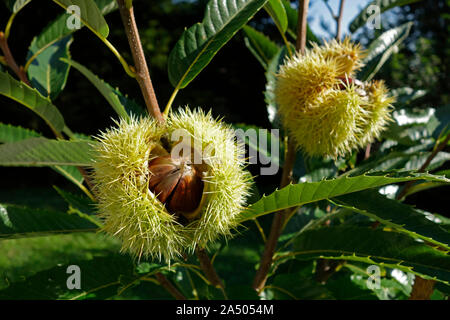 Close up of Branch Avec ouvertes Chestnut Bur Banque D'Images