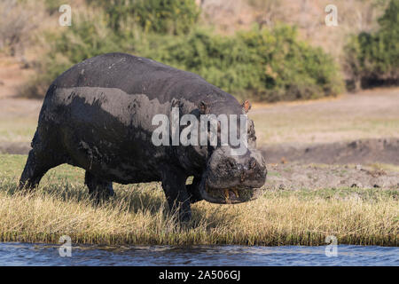 Hippopotame (Hippopotamus amphibius), parc national de Chobe, au Botswana Banque D'Images