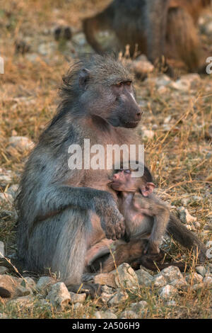 Babouin Chacma (Papio ursinus) suckling, Chobe national park, Botswana Banque D'Images