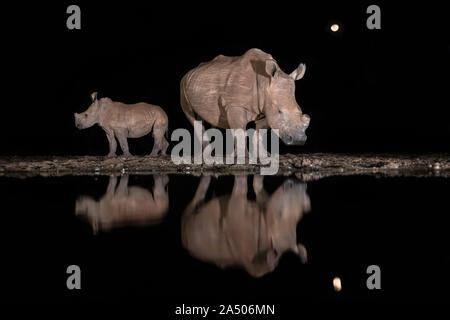 Le rhinocéros blanc (Ceratotherium simum) et son veau à l'eau la nuit, Zimanga Private Game Reserve, KwaZulu-Natal, Afrique du Sud Banque D'Images