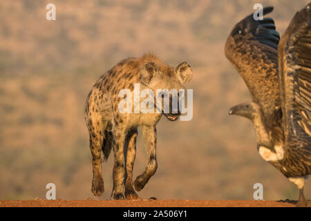 L'Hyène tachetée (Crocuta crocuta), Zimanga Private Game Reserve, KwaZulu-Natal, Afrique du Sud Banque D'Images