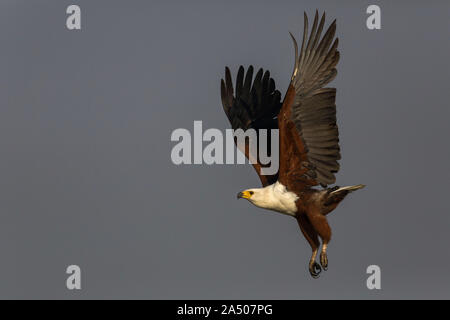 Poissons d'Afrique blanche (Haliaeetus vocifer), rivière Chobe, au Botswana Banque D'Images