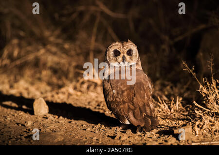 Bois d'Afrique (Owl Strix woodfordii), Zimanga game reserve, Afrique du Sud, Banque D'Images