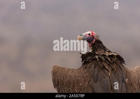 Lappetfaced vulture (Torgos tracheliotos), Zimanga Private Game Reserve, KwaZulu-Natal, Afrique du Sud Banque D'Images