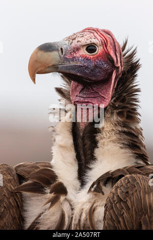 Lappetfaced vulture (Torgos tracheliotos), Zimanga Private Game Reserve, KwaZulu-Natal, Afrique du Sud Banque D'Images