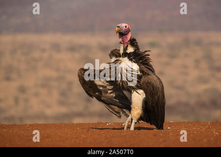 Lappetfaced vulture (Torgos tracheliotos), Zimanga Private Game Reserve, KwaZulu-Natal, Afrique du Sud Banque D'Images