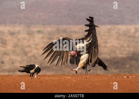 Lappetfaced vulture (Torgos tracheliotos) chasing pied crow de l'alimentation, de l'Zimanga Private Game Reserve, KwaZulu-Natal, Afrique du Sud Banque D'Images