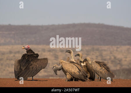 Lappetfaced vulture (Torgos tracheliotos) et whitebacked (vautours Gyps africanus), Zimanga Private Game Reserve, KwaZulu-Natal, Afrique du Sud, Banque D'Images