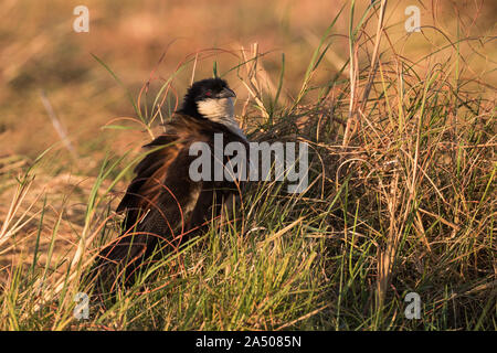 À queue cuivrée (Centropus cupreicaudus coucal), parc national de Chobe, au Botswana Banque D'Images