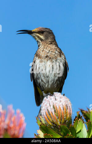 Cape sugarbird (Promerops cafer), Kirstenbosch National Botanical Garden, Cape Town, Afrique du Sud, Banque D'Images