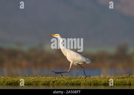 Western Cattle egret (Bubulcus ibis), Zimanga Private Game Reserve, KwaZulu-Natal, Afrique du Sud Banque D'Images