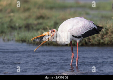 Yellow-billed stork (Mycteria ibis) avec des poissons, le parc national de Chobe, au Botswana Banque D'Images
