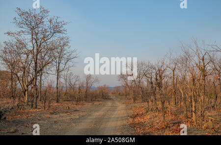 Un véhicule de sable la voie traverse les arbres et arbustes dans le désert de droit au format paysage with copy space Banque D'Images