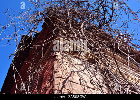 Branches sans feuilles de raisin sauvage sur mur de brique, bright blue sky background Banque D'Images
